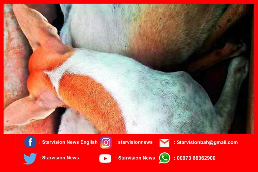 60 stray dogs killed in Andhra Pradesh: Cops accept complaint after Maneka intervened