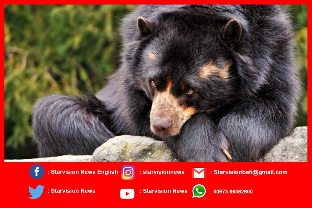 Bear cubs shot dead in southwestern Iran