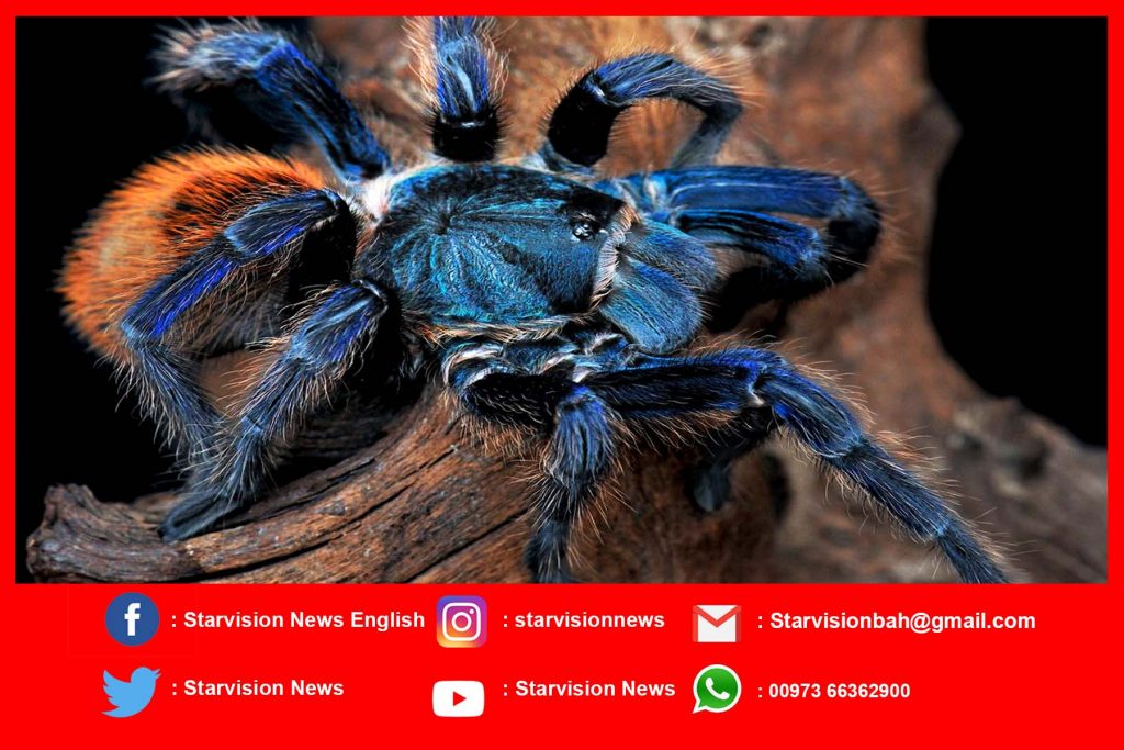 Man caught trying to smuggle nearly 100 tarantulas at Cayenne airport