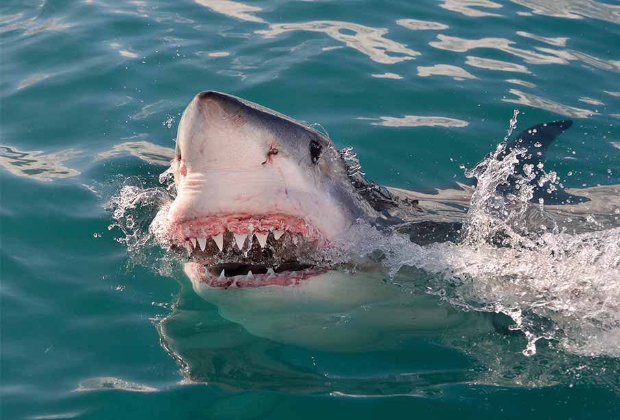 Man dies after being attacked by shark off Australian coast
