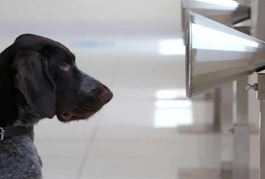 Police dogs to be used for detecting COVID-19