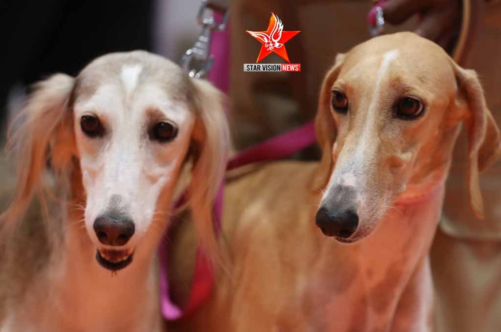 ADIHEX celebrates Saluki, man’s close companion since ancient times