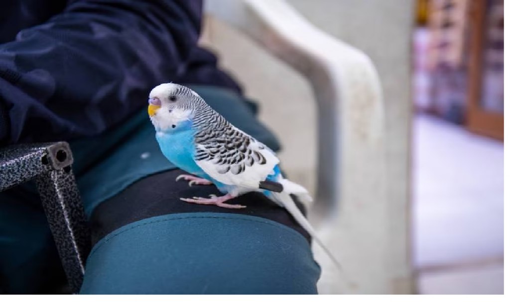Parakeet’s song saves Turkish family from earthquake