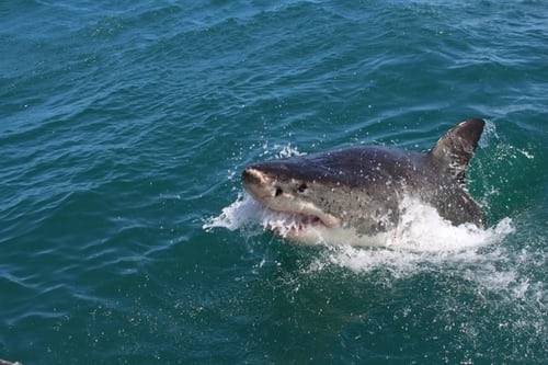 Shark patrols ramped up in NY’s Long Island after 5 people bitten in 2 days shark-patrols-ramped-up-in-ny’s-long-island-after-5-people-bitten-in-2-days