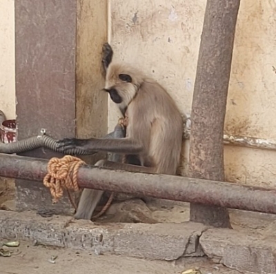 gray-langur-back-at-tvm-zoo-after-23-days