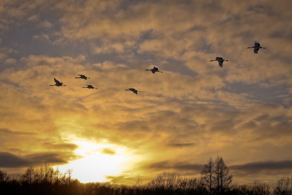 Scorching heat forecast for Japan scorching-heat-forecast-for-japan
