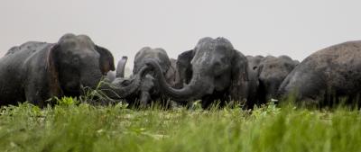 Assam: Mother-son duo killed by wild elephants assam:-mother-son-duo-killed-by-wild-elephants