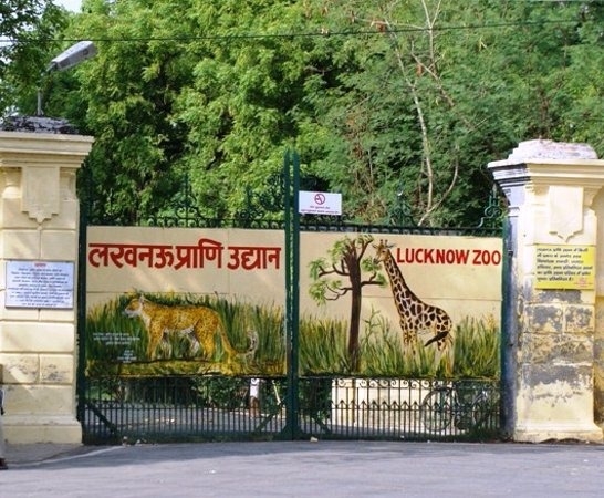 ailing-lion-dies-at-lucknow-zoo