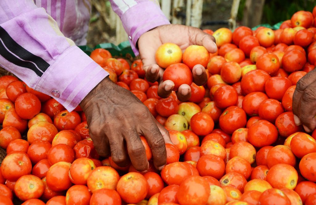 vehicle-transporting-tomatoes-to-market-robbed-in-b’luru