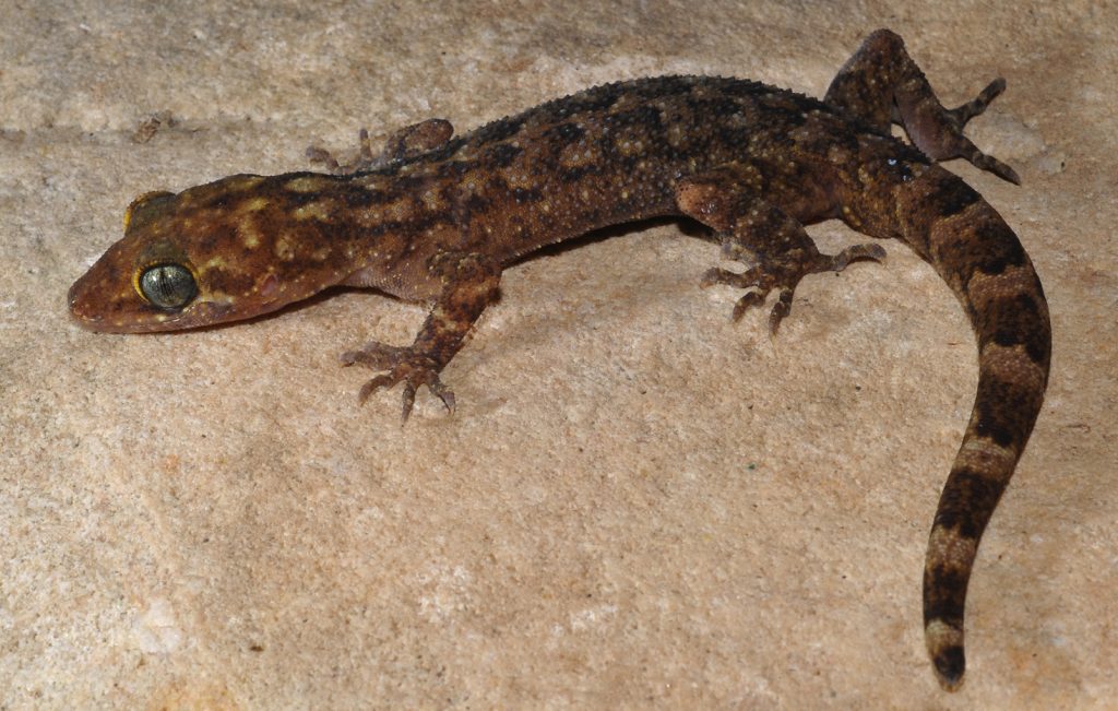 rape-accused-in-kanpur-swallows-lizard-to-avoid-going-to-jail