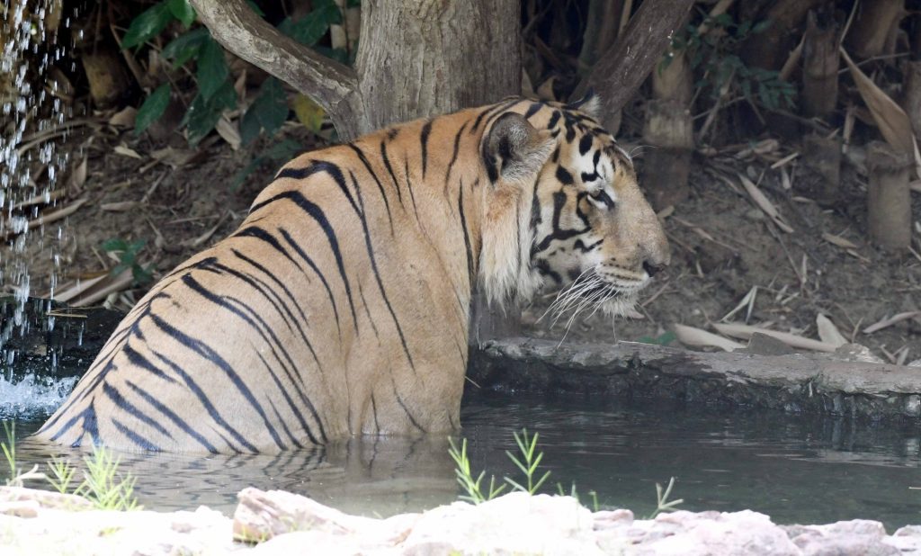 pilibhit-tiger-reserve-on-alert-over-poaching-threat