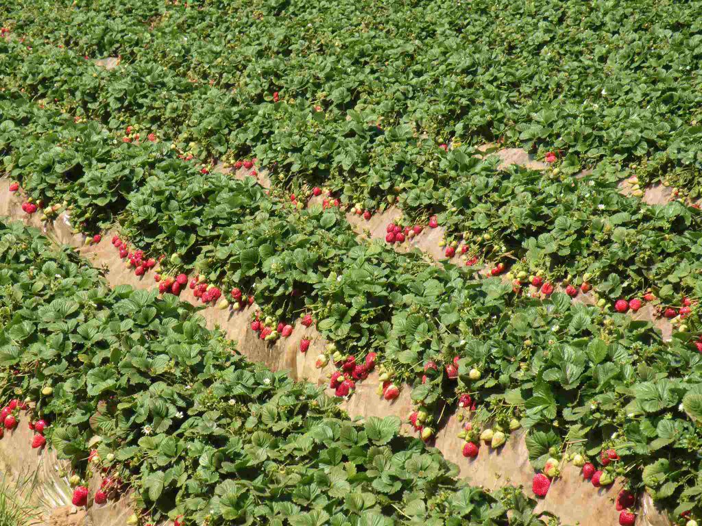 strawberry-production-can-lead-to-long-term-plastic-pollution:-study