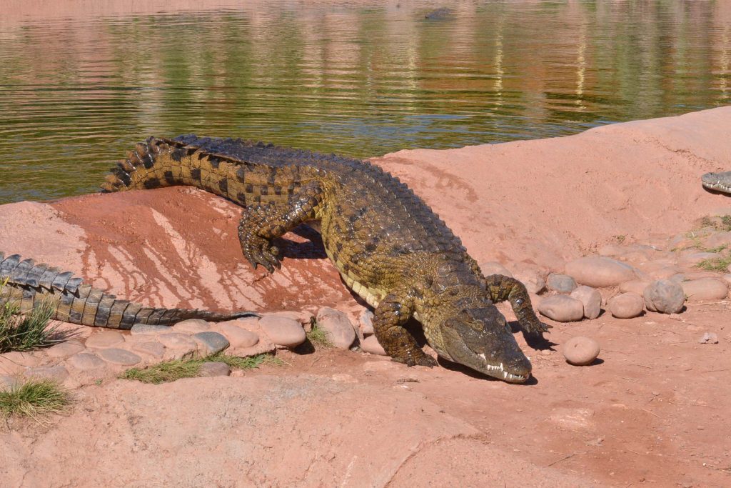 elderly-man-hospitalised-in-aus-after-crocodile-attack