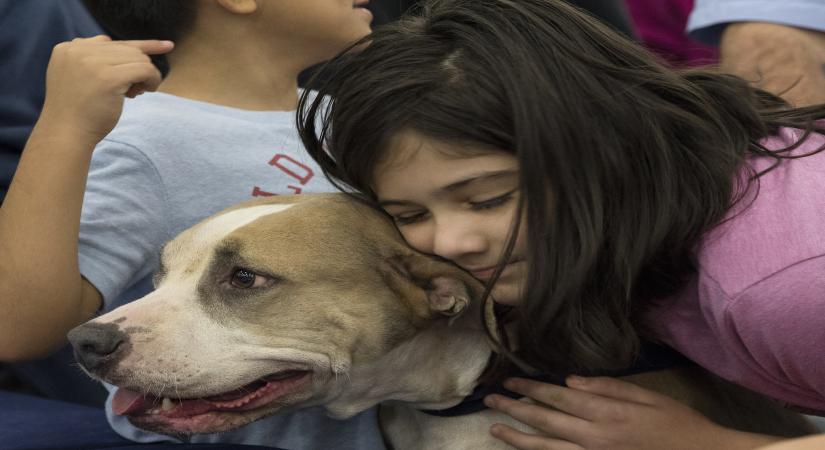 Your canine friends can now pave way for cancer cure in humans your-canine-friends-can-now-pave-way-for-cancer-cure-in-humans