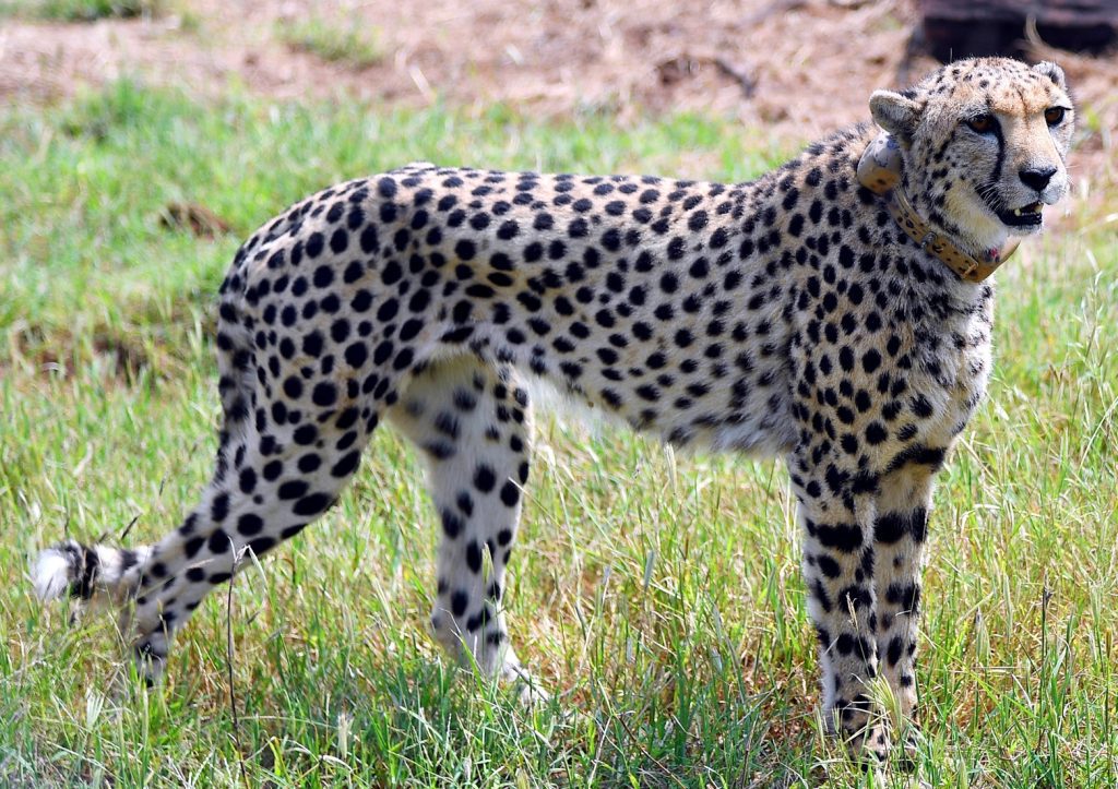 another-cheetah-dies-at-kuno-national-park,-eighth-death-in-past-4-months