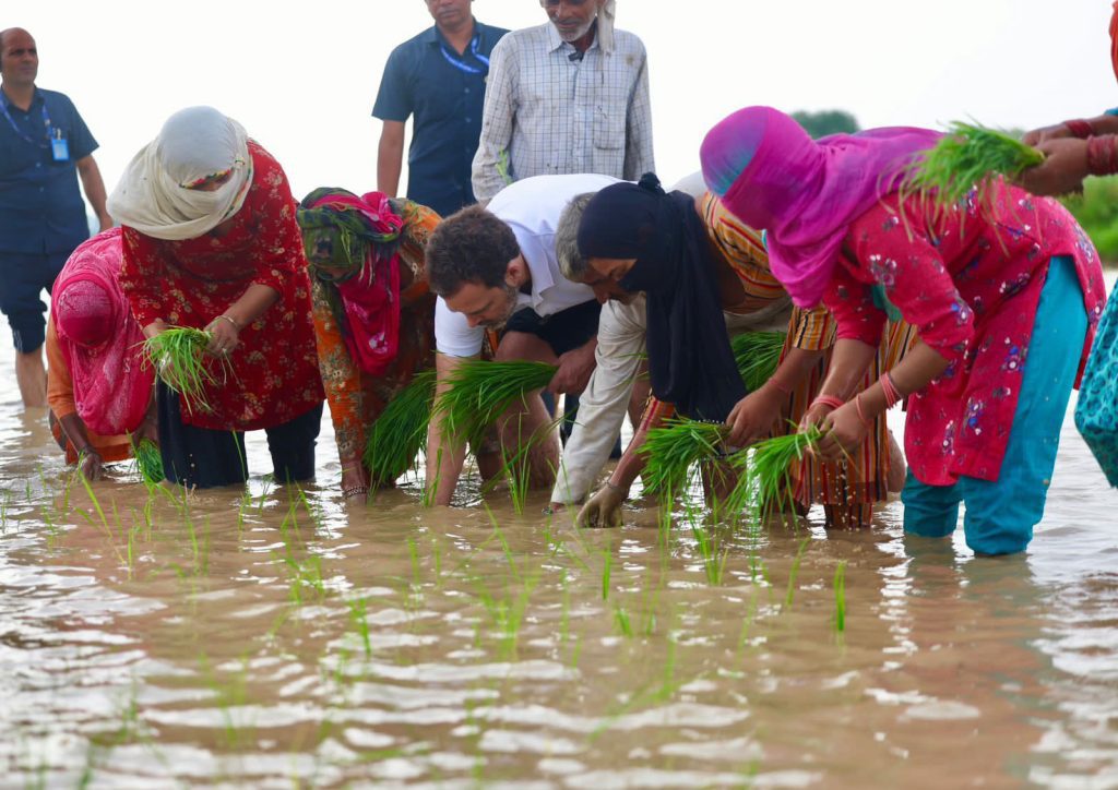 Rahul invites Sonepat farmers whom he met last week for lunch rahul-invites-sonepat-farmers-whom-he-met-last-week-for-lunch