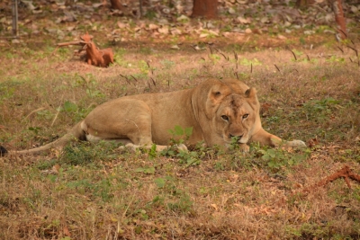 Panel to probe case of lioness that gave birth to 5 cubs in 75 hrs in Etawah Safari Park panel-to-probe-case-of-lioness-that-gave-birth-to-5-cubs-in-75-hrs-in-etawah-safari-park