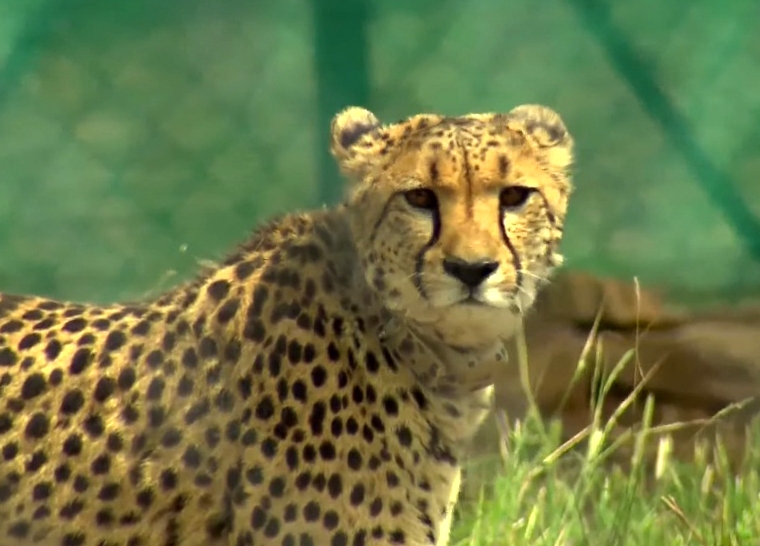 Preliminary analysis of Cheetah mortalities point to natural causes: NTCA preliminary-analysis-of-cheetah-mortalities-point-to-natural-causes:-ntca
