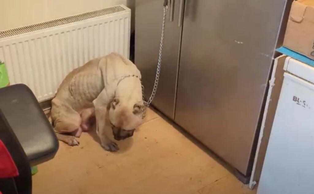british-indian-sentenced-for-starving,-chaining-dog-after-it-gives-birth-to-7-pups
