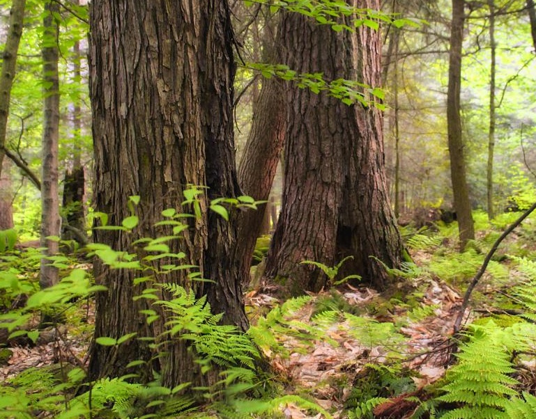 UP wildlife population grows with increase in green cover up-wildlife-population-grows-with-increase-in-green-cover