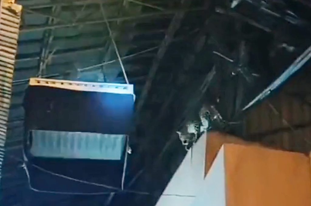 Leopard drops in on tele-serial set in Film City, scoots with a dog leopard-drops-in-on-tele-serial-set-in-film-city,-scoots-with-a-dog