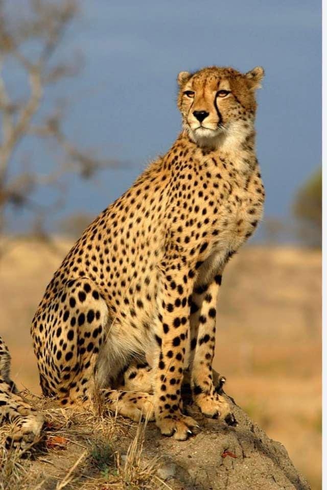 Cheetah casualties natural, says Union Ministry; wildlife experts opine radio collar problems not new cheetah-casualties-natural,-says-union-ministry;-wildlife-experts-opine-radio-collar-problems-not-new