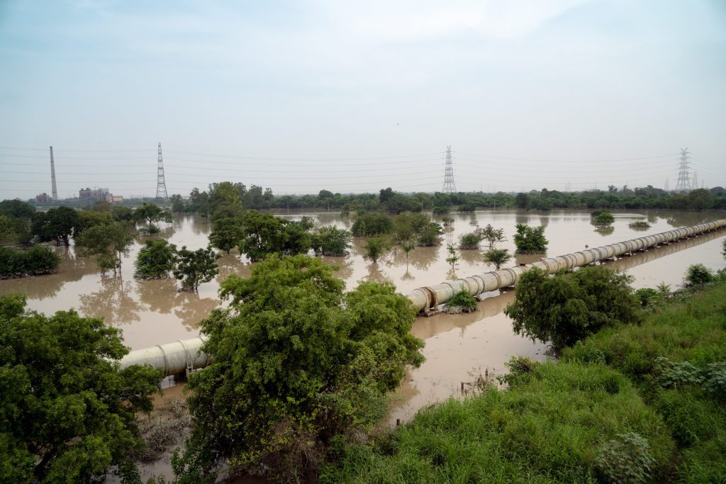 Snakes spotted near flood relief camps in Delhi; helpline No. issued snakes-spotted-near-flood-relief-camps-in-delhi;-helpline-no.-issued