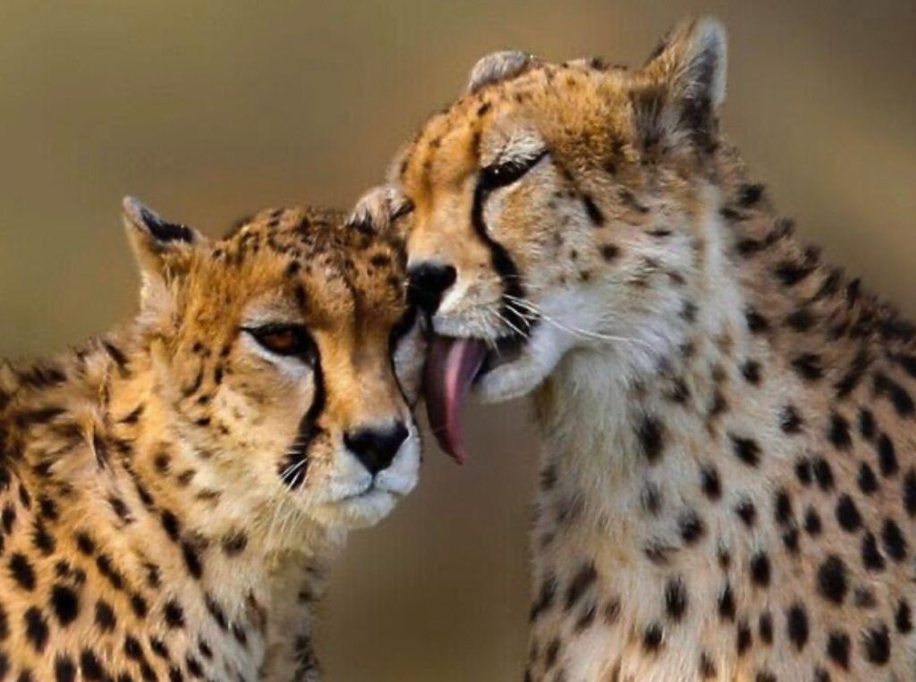 ‘Don’t make it prestige issue’: Supreme Court calls for a report from Centre over death of cheetahs ‘don’t-make-it-prestige-issue’:-supreme-court-calls-for-a-report-from-centre-over-death-of-cheetahs