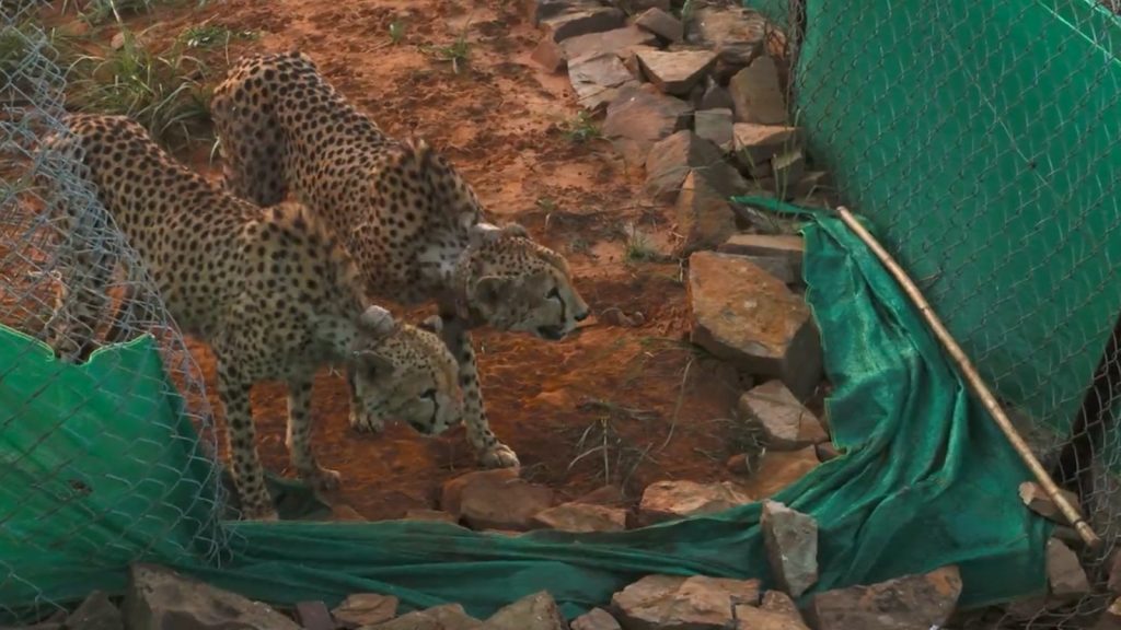 inexperience-in-handling-cheetahs-major-concern-for-project-cheetah-at-kuno,-say-experts