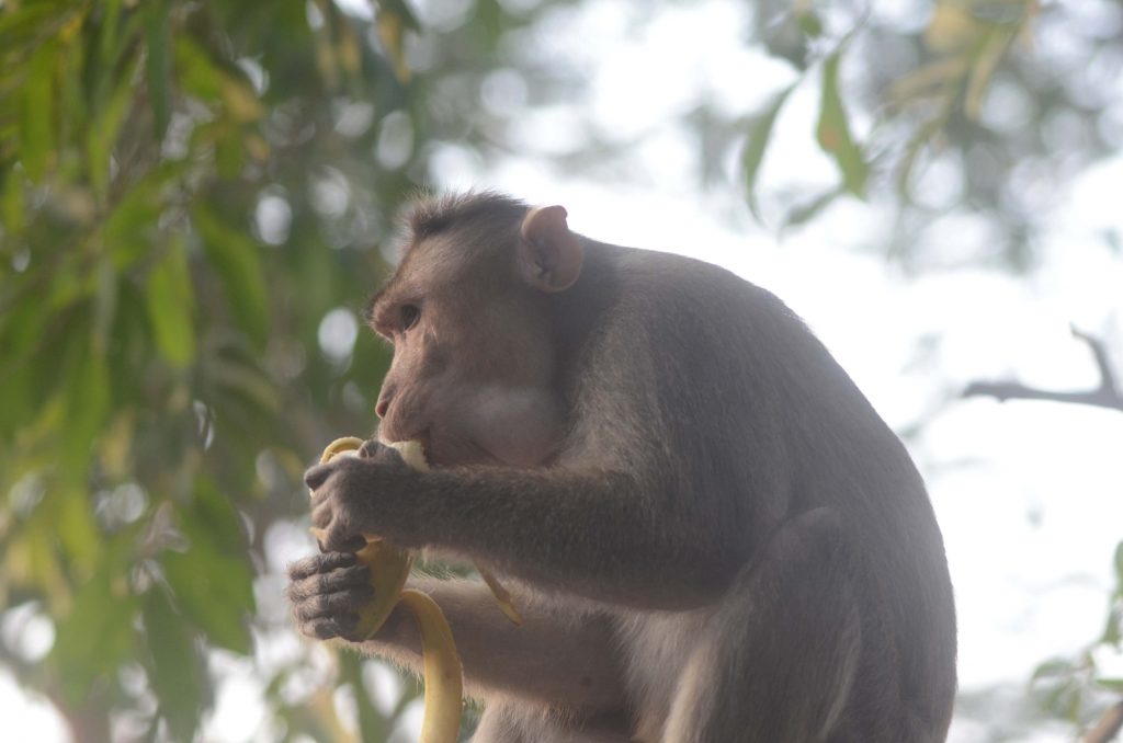 monkeys-chase-elderly-man-to-his-death-in-up