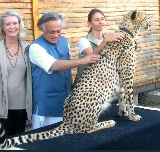 Congress attacks BJP govt over Cheetah deaths congress-attacks-bjp-govt-over-cheetah-deaths