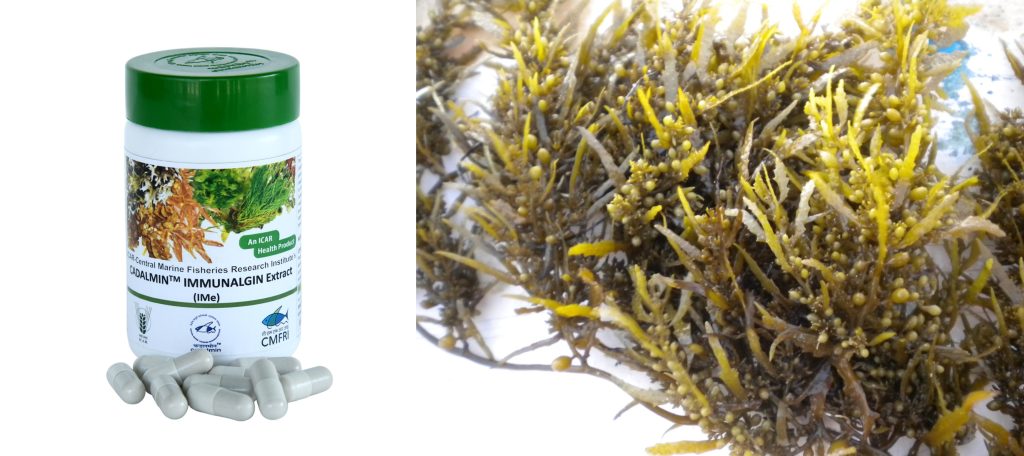 cmfri-develops-antiviral-product-from-seaweeds-against-delta-variant-of-covid