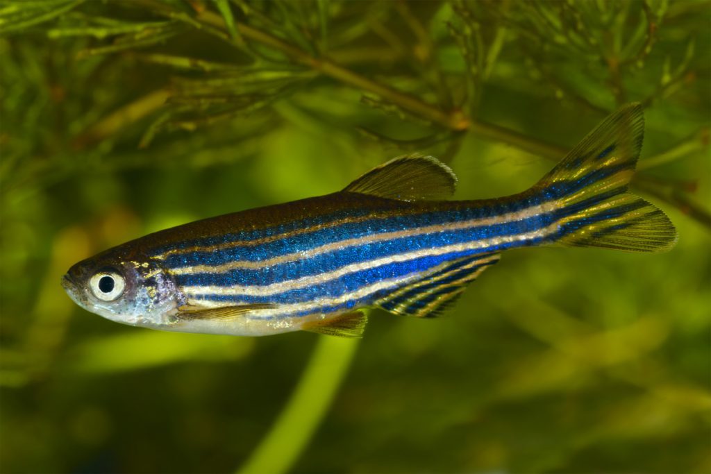 china-to-send-zebrafish-to-space-to-study-bone-loss-in-astronauts