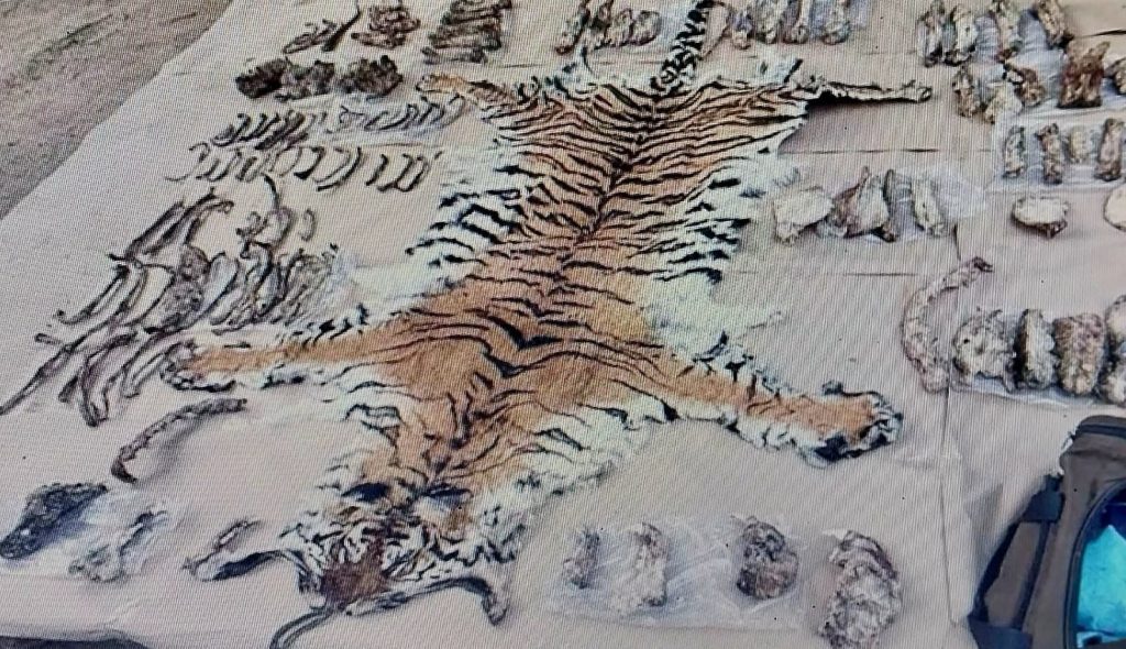 gang-of-tiger-poachers-from-haryana-nabbed-in-maharashtra