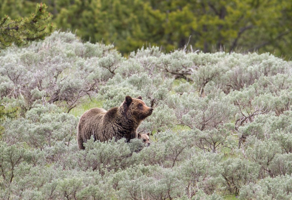 Woman hiker killed by bear near Yellowstone National Park in US woman-hiker-killed-by-bear-near-yellowstone-national-park-in-us