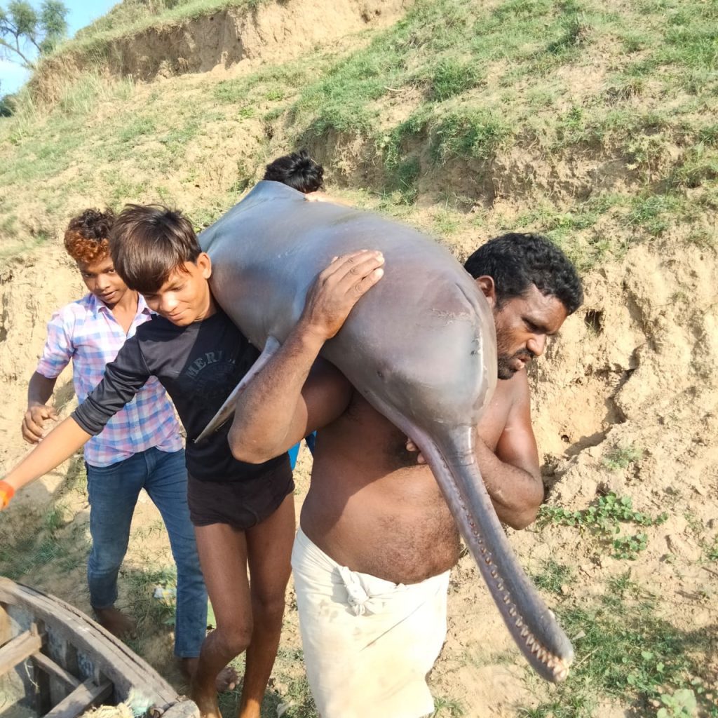 up-fisherman-held-for-killing-dolphin-&-feasting-on-it