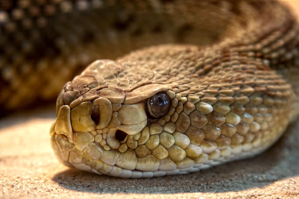 three-kids-dead-due-to-snake-bite-in-odisha