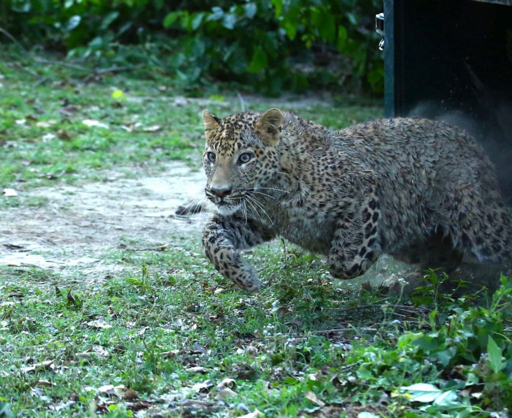 prowling-leopard-attacks-9-yr-old-boy-in-k’taka-district