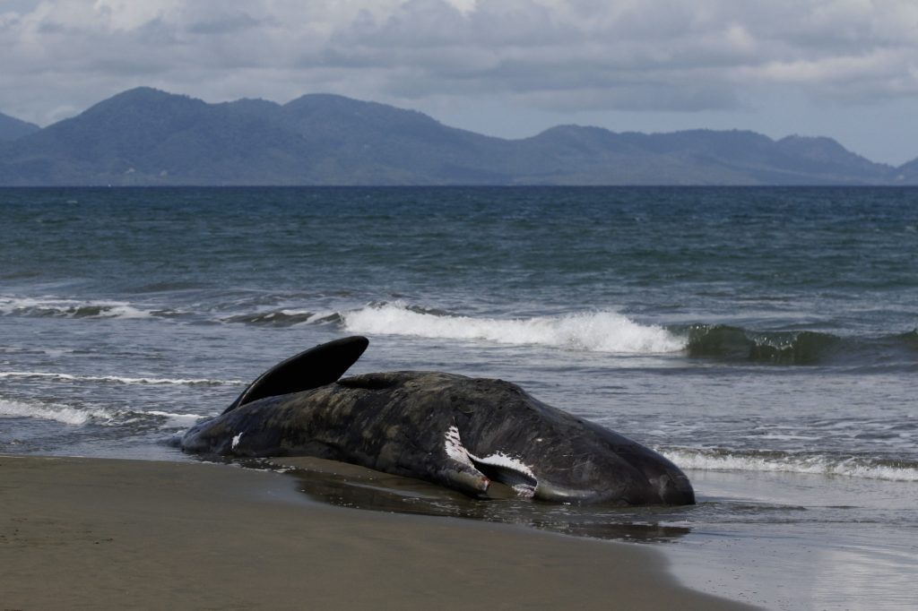 51 stranded whales die in Western Australia 51-stranded-whales-die-in-western-australia