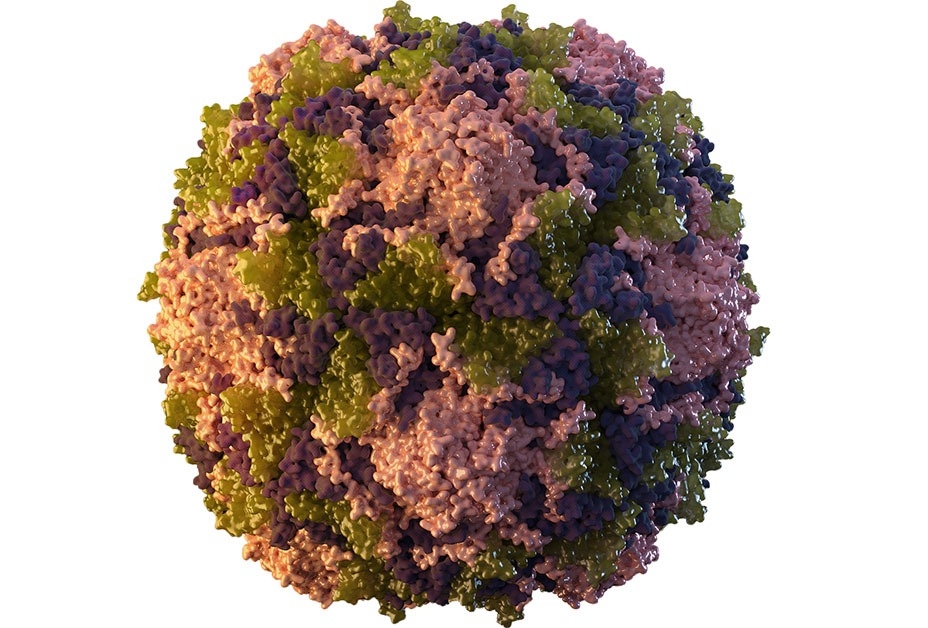 wild-poliovirus-detected-in-environmental-sample-from-peshwar