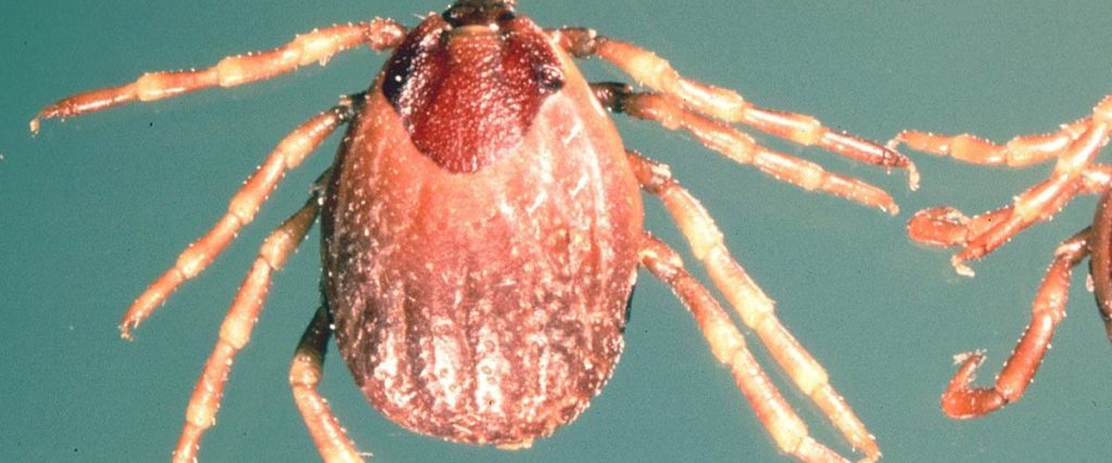 about-half-million-americans-may-have-tick-linked-meat-allergy:-us-cdc