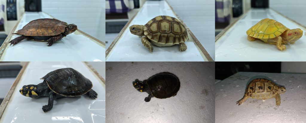 306-live-exotic-sea-animals-seized-at-air-cargo-mumbai