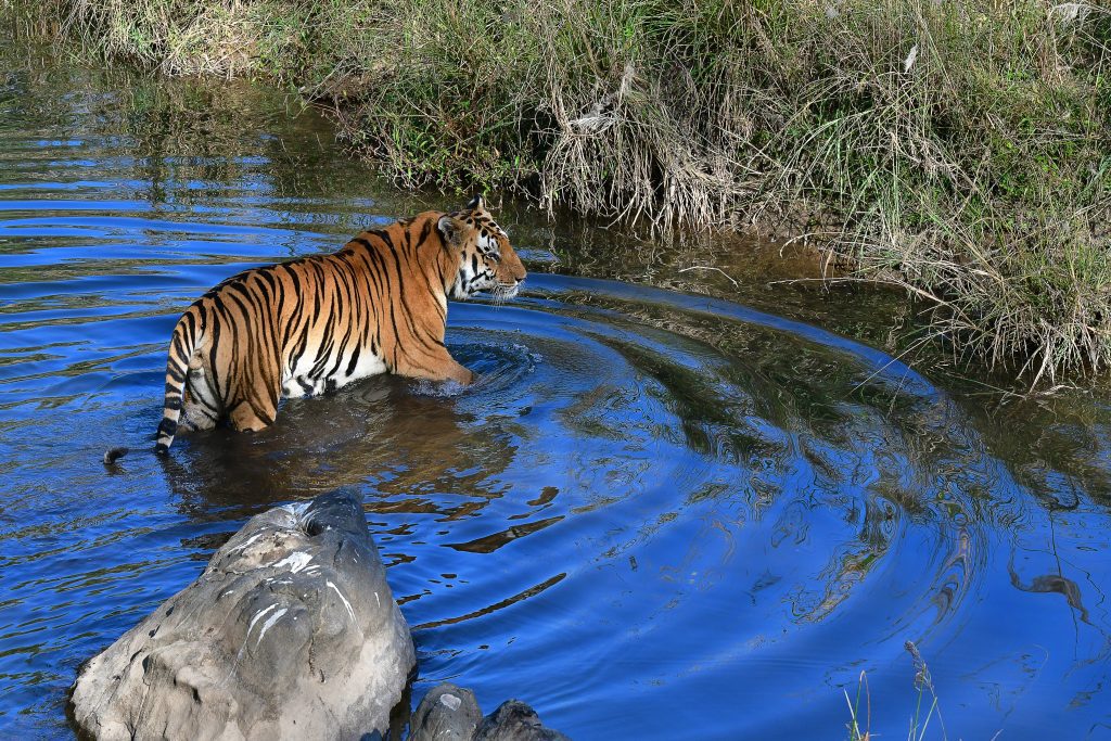 with-over-3,100-tigers-in-india,-success-of-project-tiger-speaks-for-itself:-minister