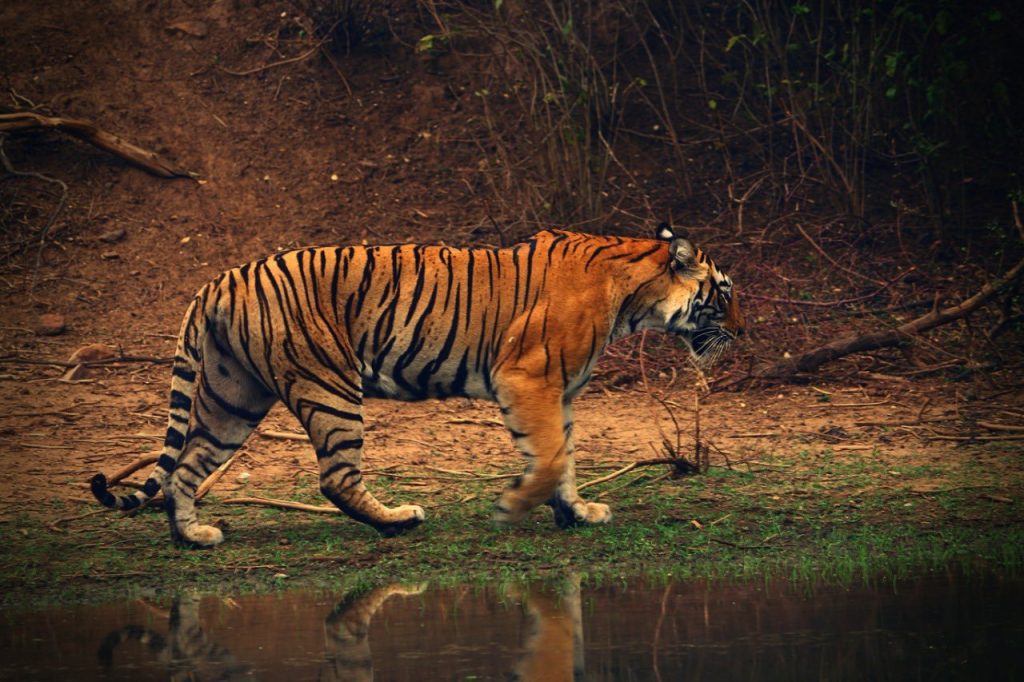 tiger-population-goes-down-to-20-in-odisha