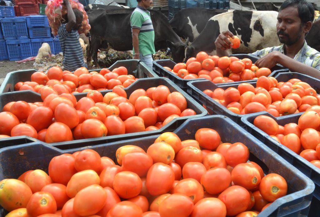 Tomato price touches Rs 200/kg in TN as rain hits crop in K’taka, Andhra tomato-price-touches-rs-200/kg-in-tn-as-rain-hits-crop-in-k’taka,-andhra