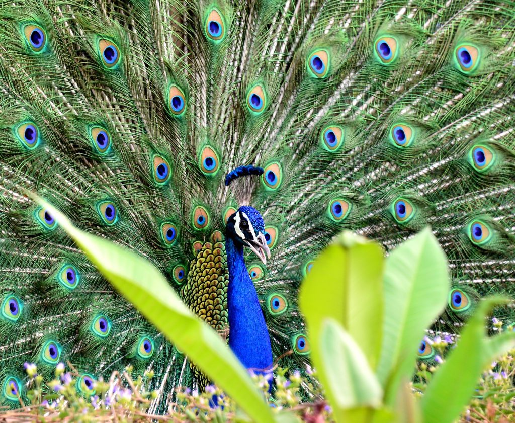 IISER-Bhopal team unravel genetic secrets of peacock iiser-bhopal-team-unravel-genetic-secrets-of-peacock