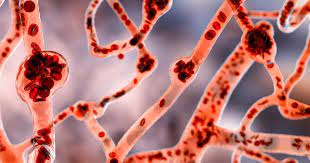 Scientists edge closer to engineering blood vessels scientists-edge-closer-to-engineering-blood-vessels