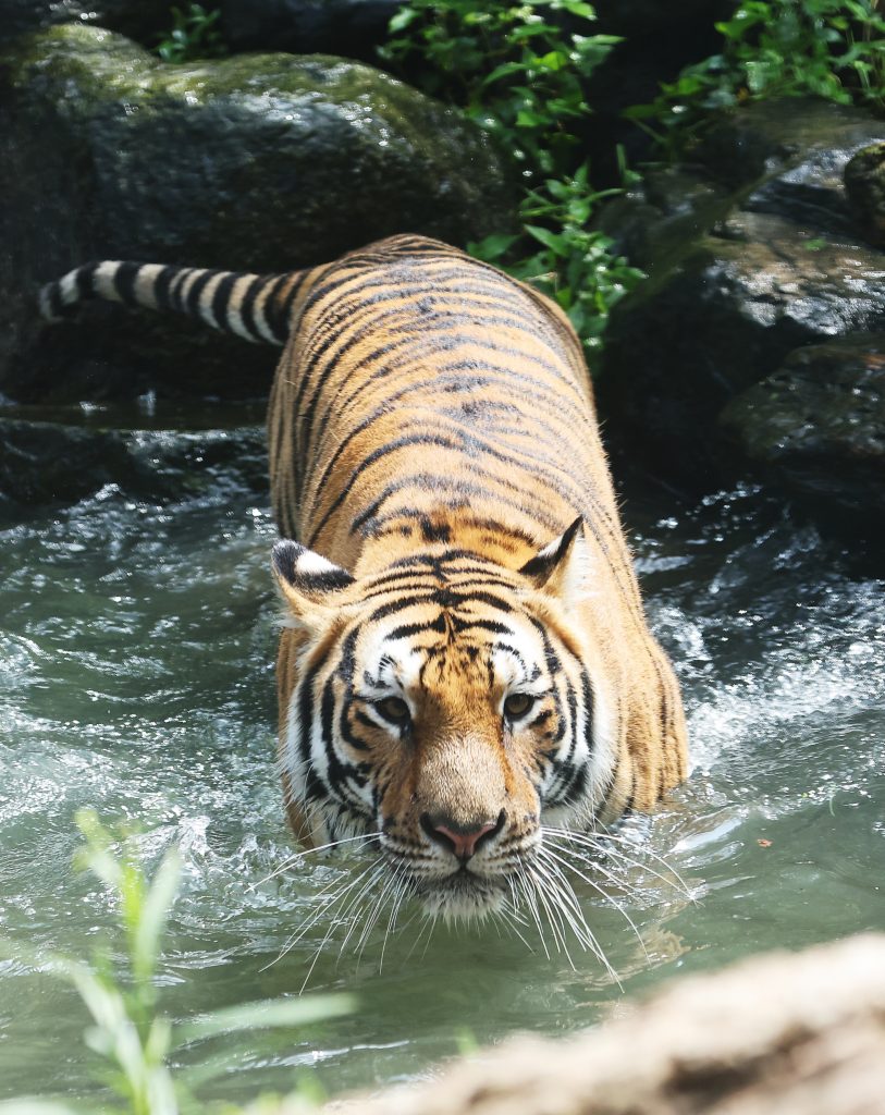 Tiger spotted inside MP’s Jagran University, creates panic tiger-spotted-inside-mp’s-jagran-university,-creates-panic