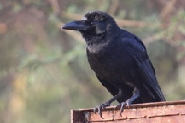 why-rajgir’s-crows-disappear-mysteriously-during-july-aug-‘malmas’