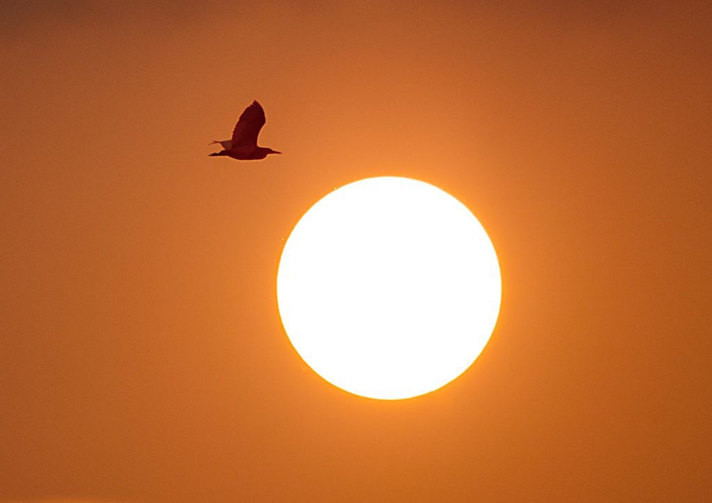 Scientists discover highest-energy light coming from Sun scientists-discover-highest-energy-light-coming-from-sun